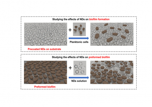 NDs work as an effective agent against both free-floating cells (planktonic cells) and attached cells (biofilm) of bacteria and fungi that are highly relevant in oral and systemic infections